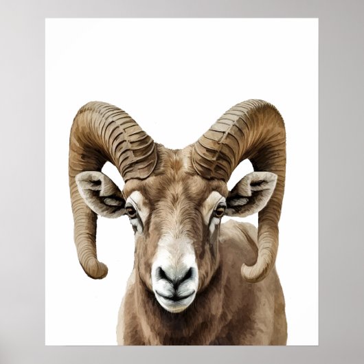 Big Horned Sheep Portrait Black white Poster (Voorkant)