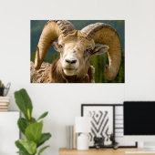 Big Horned Sheep Poster (Thuiskantoor)
