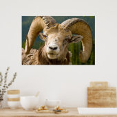 Big Horned Sheep Poster (Keuken)