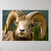 Big Horned Sheep Poster (Voorkant)