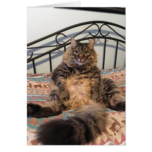 Big Huggable Cat Blank Kaart (Voorkant)