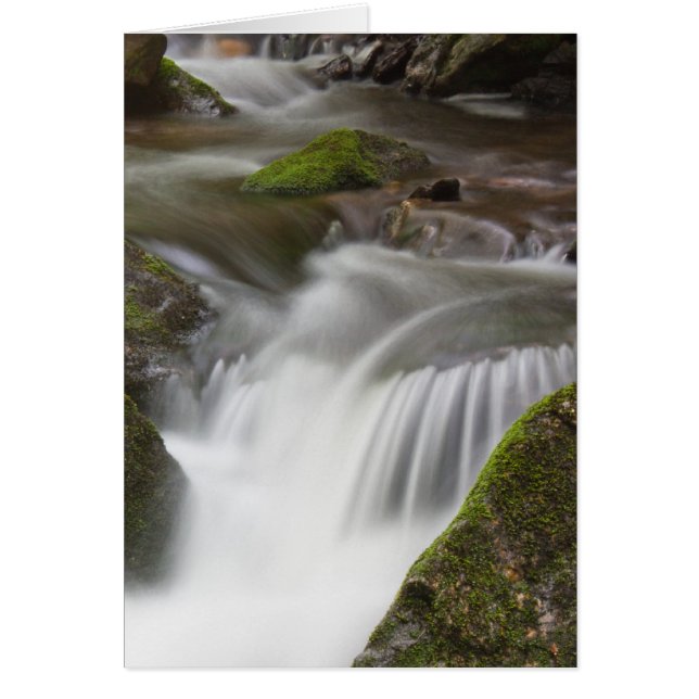 Big Laurel Branch (Voorkant)