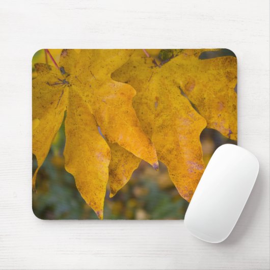 Big Leaf Maple Mousepad Muismat (Met muis)