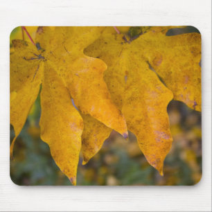 Big Leaf Maple Mousepad Muismat