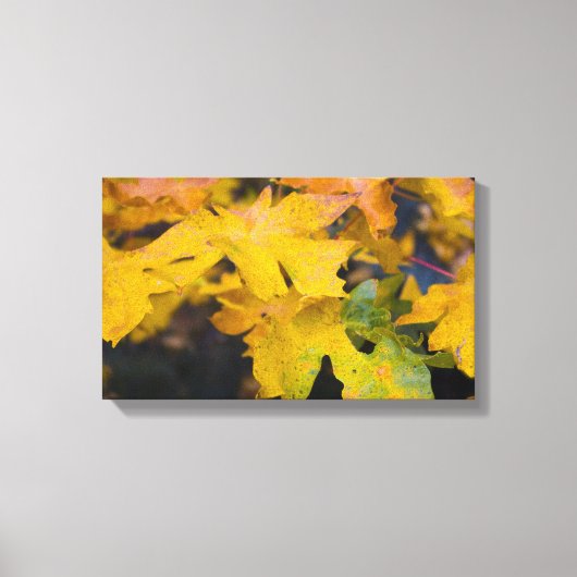 Big Leaf Maple Wrapped Canvas 2 Afdruk (Voorkant)