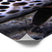 Big Leopard Moray Poster (Hoek)