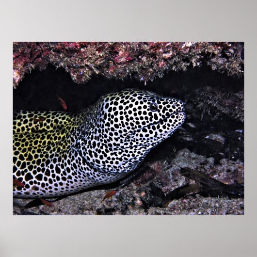 Big Leopard Moray Poster (Voorkant)