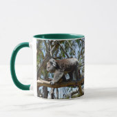 Big Male Australian Koala Beer, Mok (Links)