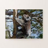 Big Male Australian Koala, Legpuzzel (Horizontaal)