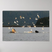 big mouth humpback poster (Voorkant)