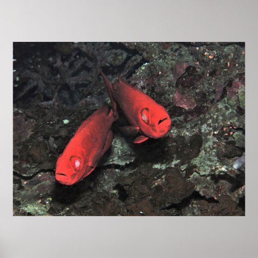 Big Ol Pair van Bigeyes Poster (Voorkant)