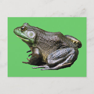 Big Old Bullfrog Animal Briefkaart