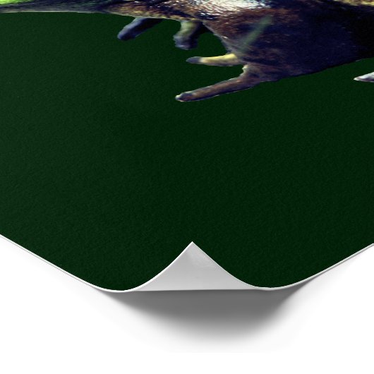 Big Old Bullfrog Natuur Poster (Hoek)