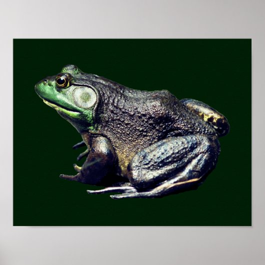 Big Old Bullfrog Natuur Poster (Voorkant)