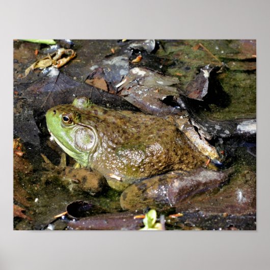 Big Old Bullfrog Natuur Poster (Voorkant)