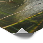 Big Old Bullfrog Pond Natuur Poster (Hoek)