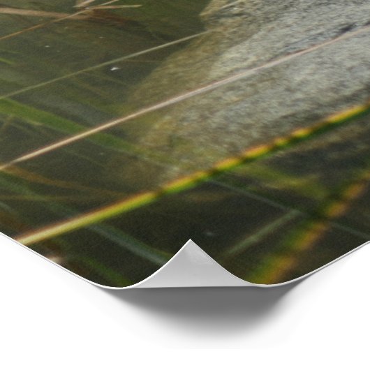 Big Old Bullfrog Pond Natuur Poster (Hoek)