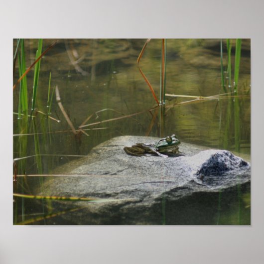 Big Old Bullfrog Pond Natuur Poster (Voorkant)