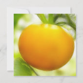 Big Oranje Heirloom Tomato Kaart (Achterkant)