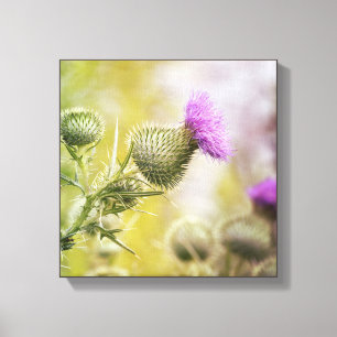 Big Paars Scottish Thistle Wild Flower Foto Canvas Afdruk