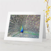 Big Peacock Wenskaart Kaart (Gele Bloem)