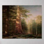 Big Pine Tree Art Print Poster (Voorkant)