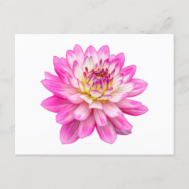 Big Pink Dahlia Briefkaart