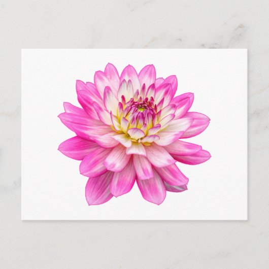 Big Pink Dahlia Briefkaart (Voorkant)