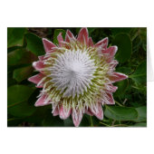 Big Pink en White Flower Natuur Foto (Voorkant Horizontaal)