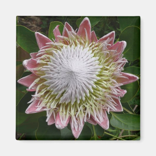 Big Pink en White Flower Natuur Foto Magneet (Voorkant)