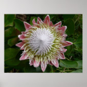 Big Pink en White Flower Natuur Foto Poster (Voorkant)