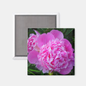 Big Pink Peony Flower Magnet (Voorkant / Achterkant)