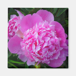 Big Pink Peony Flower Magnet