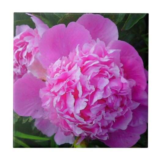 Big Pink Peony Tile Tegeltje (Voorkant)