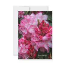 Big Pink Rhododendron