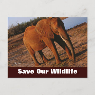Big Red, bespaar ons Briefkaart in het wild