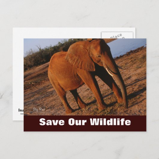 Big Red, bespaar ons Briefkaart in het wild (Voorkant / Achterkant)