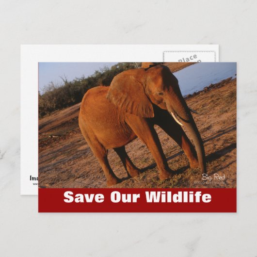 Big Red bespaart ons Briefkaart in het wild (Voorkant / Achterkant)