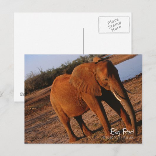 Big Red Briefkaart (Voorkant / Achterkant)