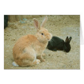 Big Red Bunny (Voorkant Horizontaal)