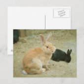Big Red Bunny Briefkaart (Voorkant / Achterkant)