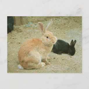 Big Red Bunny Briefkaart