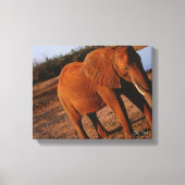 Big Red Canvas Afdruk (Voorkant)