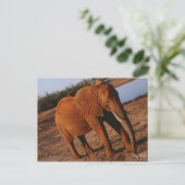 Big Red Elephant Briefkaart (Staand voorkant)