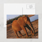 Big Red Elephant Briefkaart (Voorkant / Achterkant)