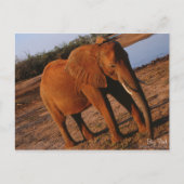 Big Red Elephant Briefkaart (Voorkant)