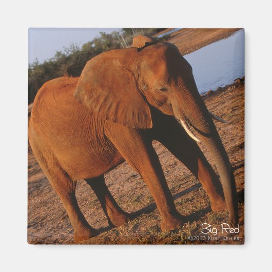 Big Red Elephant Magnet (Voorkant)