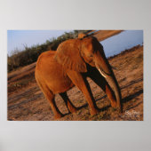 Big Red Elephant Poster (Voorkant)
