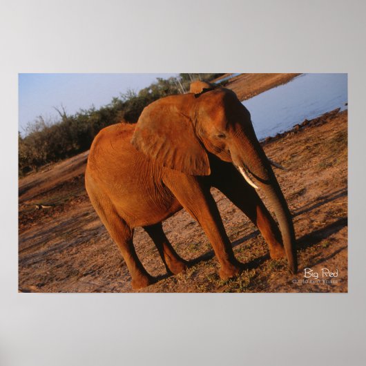 Big Red Elephant Poster (Voorkant)
