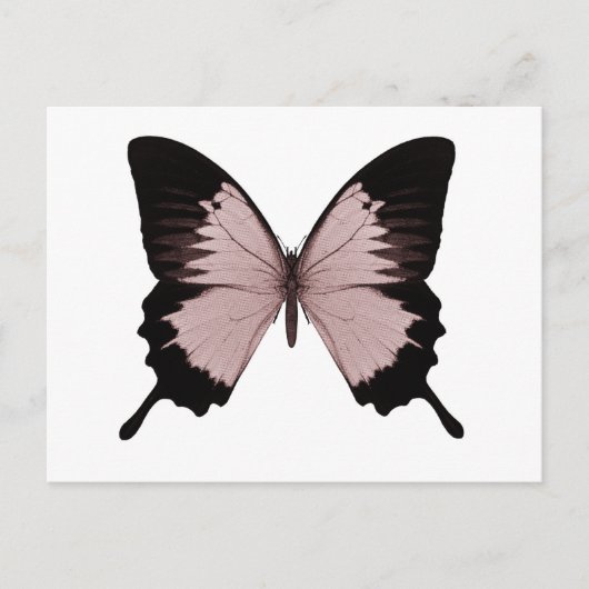 Big Red en Black Butterfly Briefkaart (Voorkant)